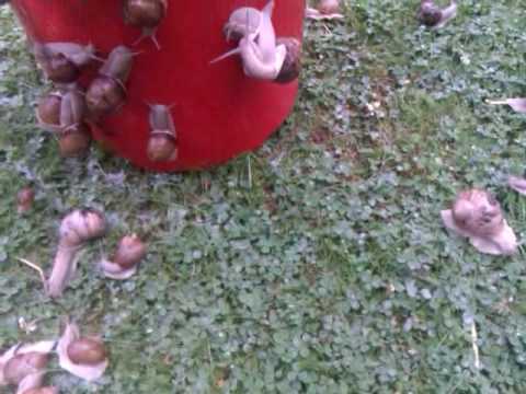 Fjärde vågen i hinkbaserade operationen "Deportera snigel från tomt".