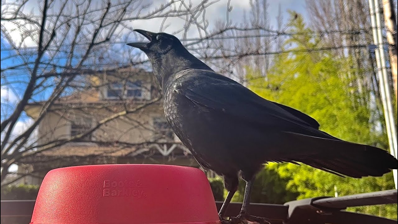 Crow Cam: Crow Talk