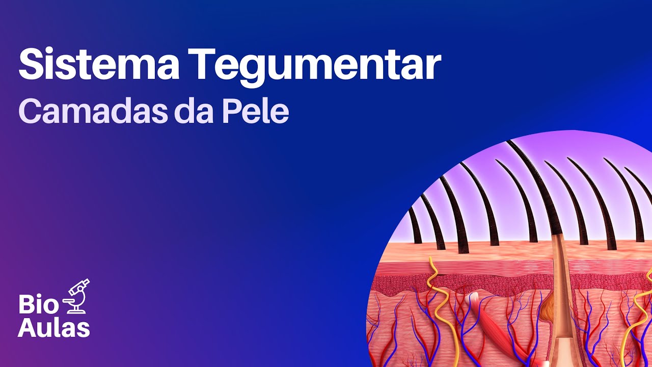 Camadas da Pele - Sistema Tegumentar (Anatomia e Fisiologia)