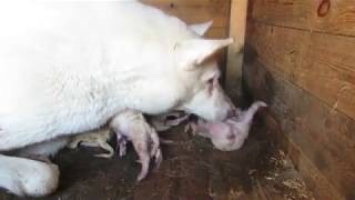 ОЙ ЛАЙМА СКОЛЬКО ТУТ ЩЕНКОВ!!!????