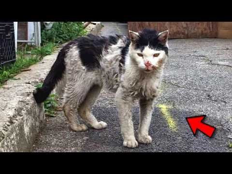 THE HUNGRY KITTEN COLLAPSES AT THE WOMAN'S FEET! A story that touched the whole world!