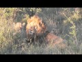 NGALA HOLIDAY Trailer