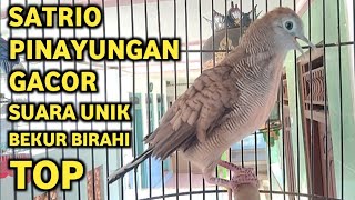 Download lagu Perkutut Lokal Gacor Suara Besar Pancingan Burung Perkutut Agar Cepat  Bunyi (99% AMPUH) mp3
