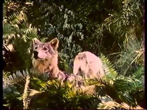 download lagu mp3 mp4 Ksiga Dungli, download lagu Ksiga Dungli gratis, unduh video klip Ksiga Dungli