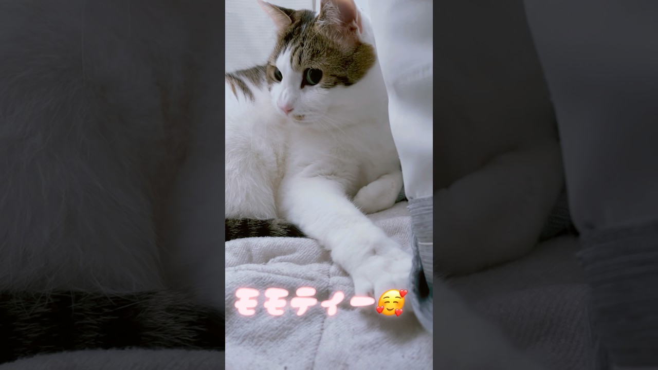 カーテンの後ろでくつろぐ猫が可愛い😍#cat #ねこ #猫 #ネコ #川上麻衣子