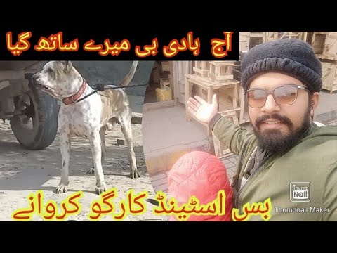 Baghyari Puppy Cargo Karwany Abdul Hadi B Gaya Ajj Mere Sath or thak K So Gaya😛😛