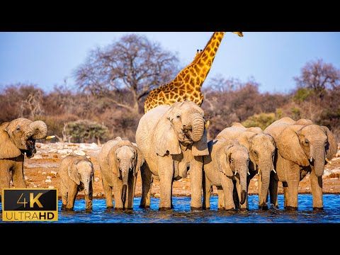 4K African Wildlife: Arusha National Park - Scenic Wildlife Film With Real Sounds