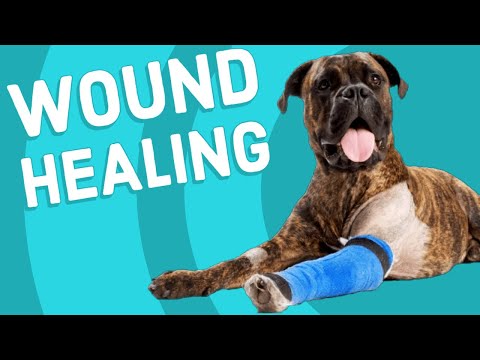 Dog Wound Healing