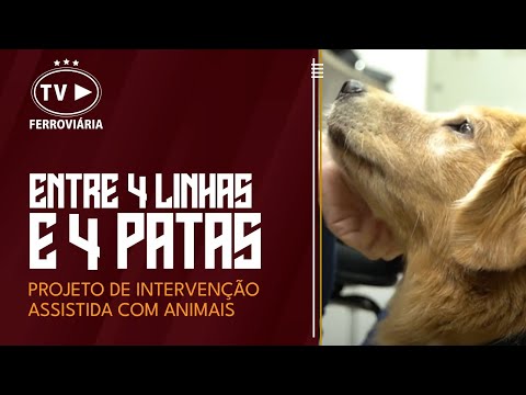 Entre 4 linhas e 4 patas