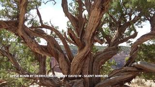 Deerhoof - Apple Bomb (Cover)