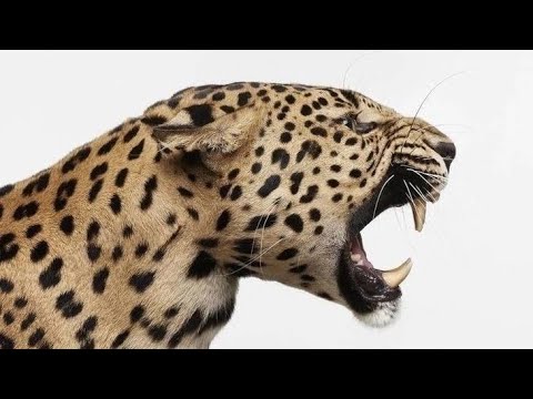 FEMI ONE ft NVIIRI - KIPETERO KIYESU (OFFICIAL DANCE VIDEO)