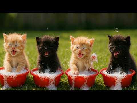 The Cutest Kitten Laundry 🧼🐾Ginger Mama Cat and Black Papa Cat Try to Teach Their Kittens Laundry!