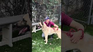 Video preview image #1 German Shepherd Dog Puppy For Sale in Pasadena, CA, USA