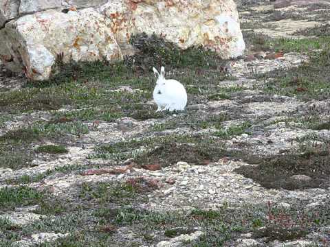 Arctic Foxes and Arctic Hares on Ellesme