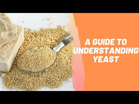 A Guide To Understanding Yeast