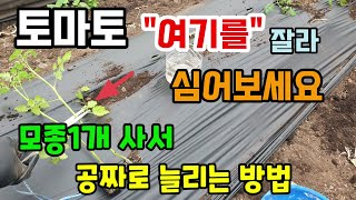 토마토 여기를 잘라 심어보세요 모종1개 가지고 여러개로 늘릴 수 있습니다 토마토삽목