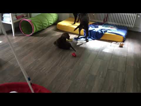 Labrador Zucht vom Kloster Marienthal - Mann o Mann - Ist hier was los 😍😍🥰🥰🐶🐶