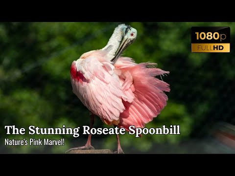 Kolpík ružový (Platalea ajaja) — Roseate Spoonbill v prirodzenom prostredí