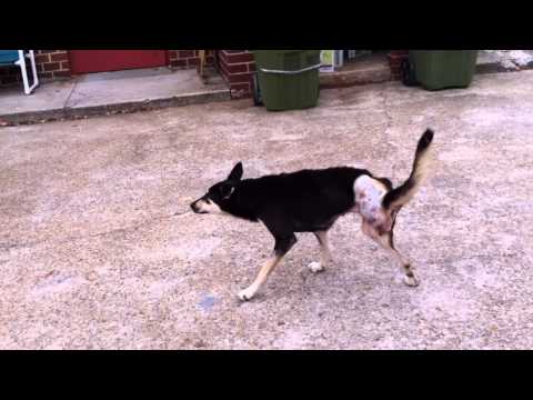 Angel, ESMA Egypt dog walking after amputation surgery