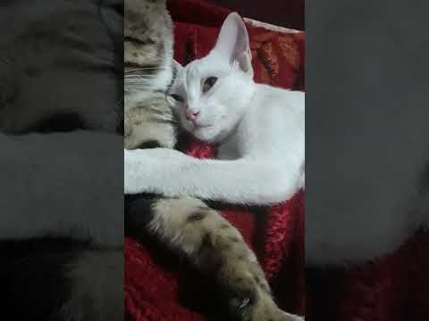cat's  love of brother and sister