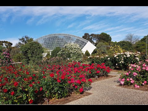 International Rose Garden