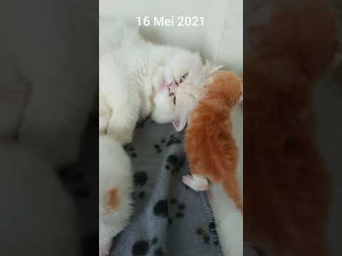 Cat love story