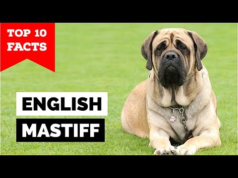 English Mastiff - Top 10 Facts