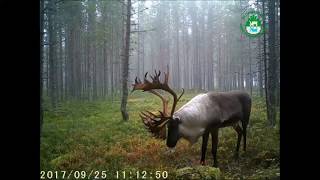 Северные лесные олени заповедника