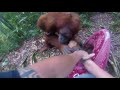 Rencontre hors-norme avec un orang-outan