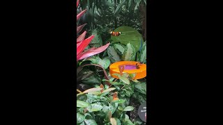 Butterflies in slow motion at the American Museum of Natural History, New York