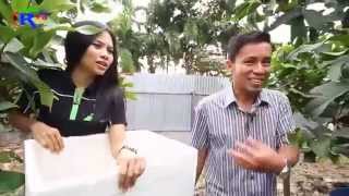 preview picture of video 'jambu madu Pekanbaru'