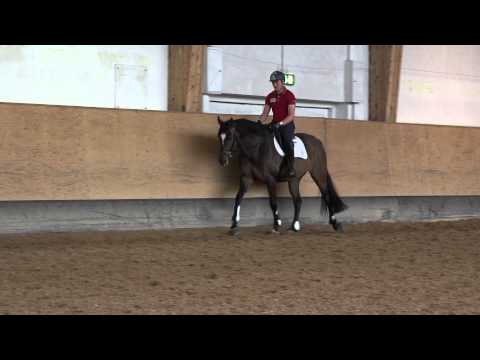 Revolverheld - Wallach - 2009 - 168 cm - Red Diamond x Sandro - Video vom 21.05.2009