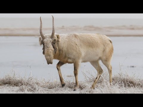 Des Espèces en voie d'Extinction | Documentaire Animalier.