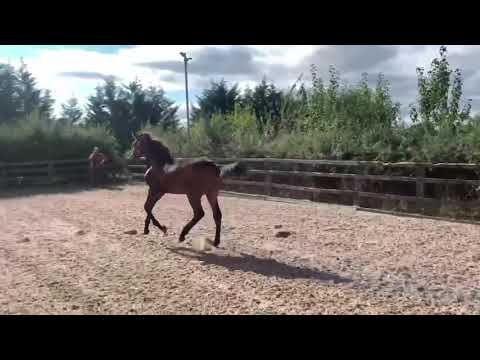 Cadeau Noir x Sir Scandic x Don Vino 2021