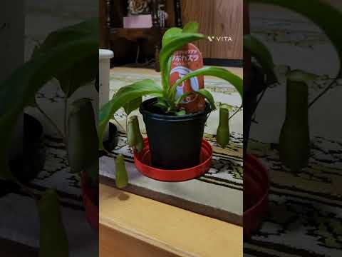 あなたの家に太陽の光が当たる観葉植物はどれを選びますか?私たちのトップ5！  庭園