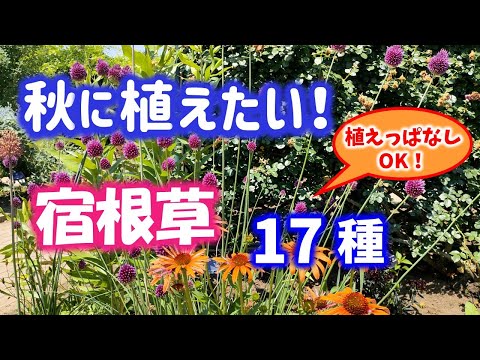 小葉の秋ライラック 植物