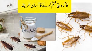 Safe and effect way to kill cockroaches//home remedies of get rid of cockroach//Heer Aamir vlogs