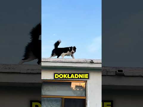 Wrócił Do Domu Po 2 Latach…❤️🐶