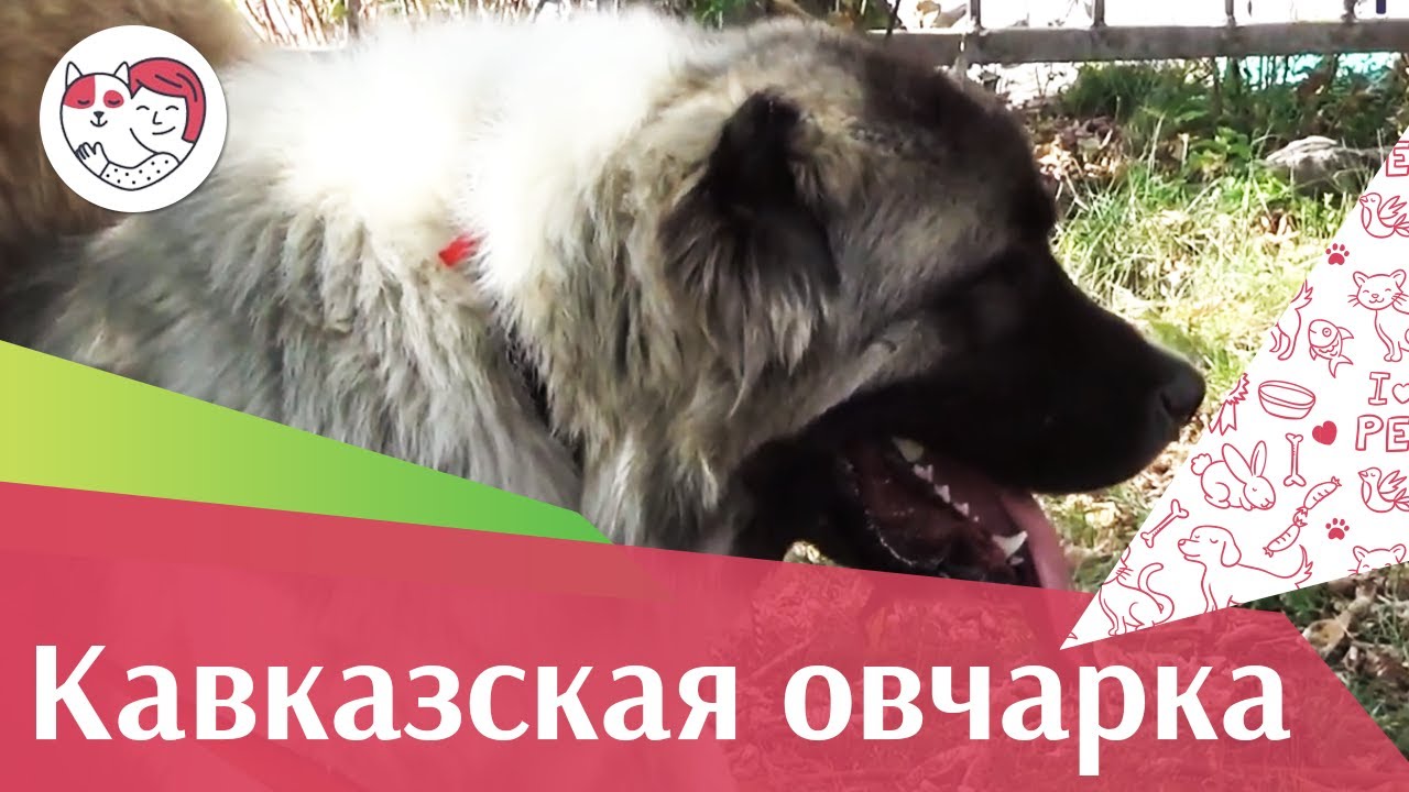Кавказская овчарка на ilikepet. Особенности породы, уход