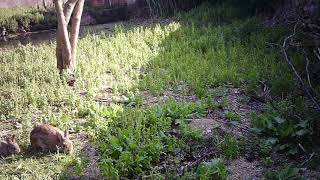 Molí de la Sal: conillet 1