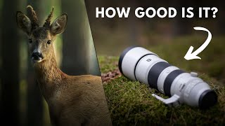 Video thumbnail for The lens of your WILDLIFE dreams - Sony FE 200-600 G OSS Long-Term Review by Olle Nilsson