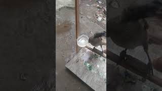 Download lagu cara menjinakkan koak kaok baru di tangkap mp3