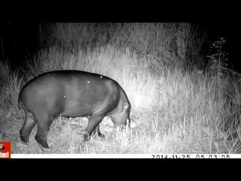 Bicharada na câmera de trilha, Paca, cutia, anta , cachorro do mato, quati.