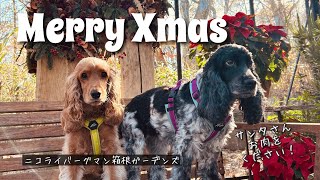 【お散歩スポット巡り#41】メリークリスマス！　イングリッシュコッカースパニエル「みみ」 の気持ち