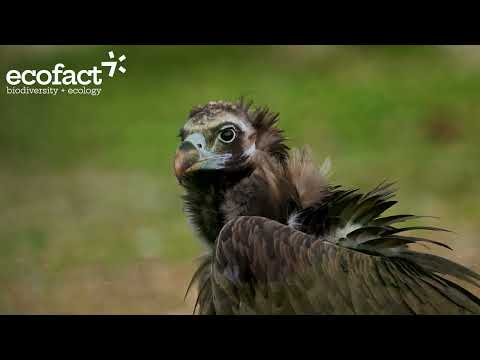 Cinereous Vultures in Catalan pre-Pyrenees
