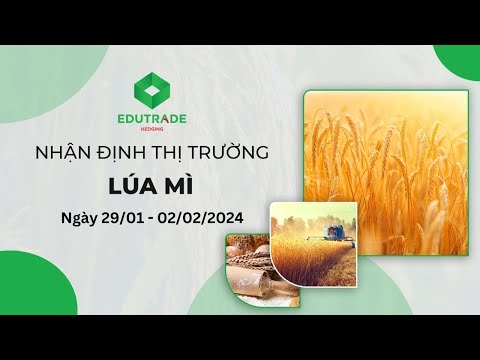Nhận Định Thị Trường - Lúa mì (Ngày 29/01 - 02/02/2024)