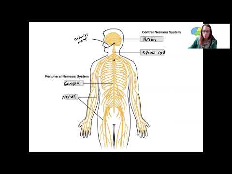 Lab 11.1 Nervous system anatomy overview