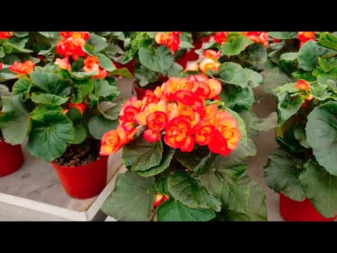 Hills Brothers’ horticultural operations flourish with SAP Business One