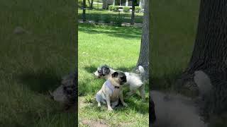 Video preview image #1 Poodle (Miniature) Puppy For Sale in Wheaton, IL, USA