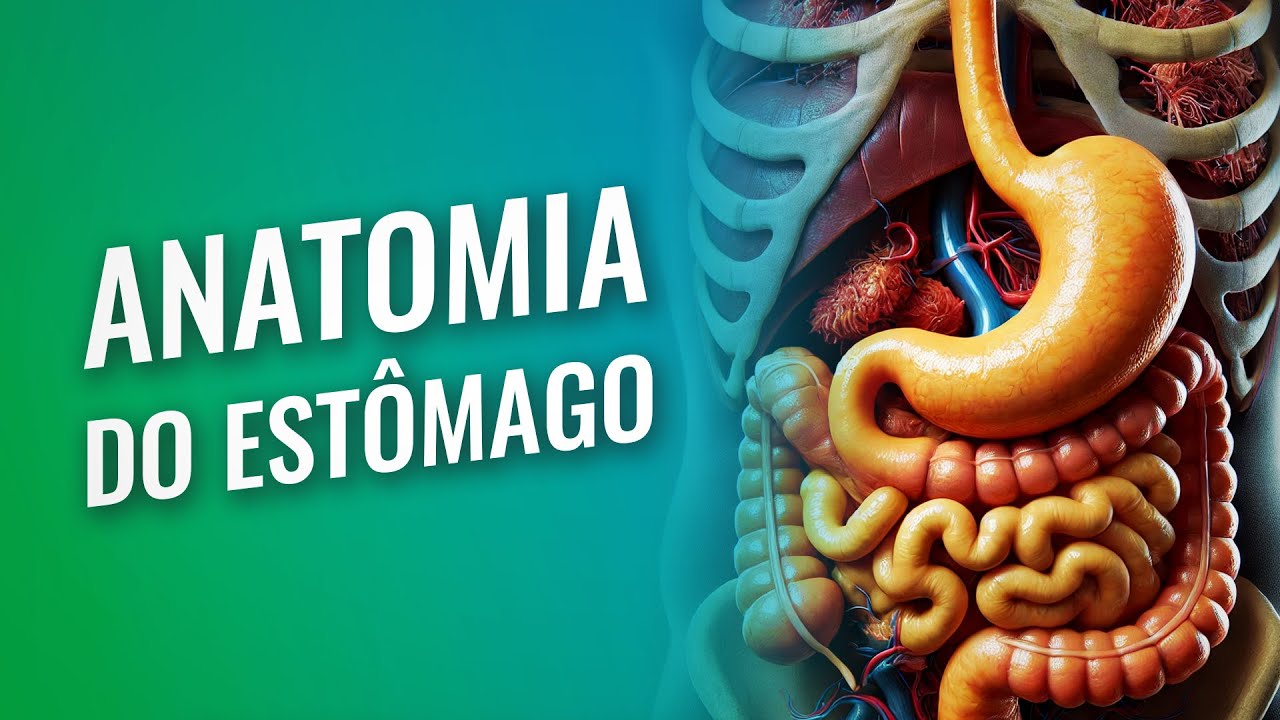 Anatomia do estômago
